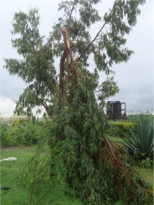 Broken tree in Juja